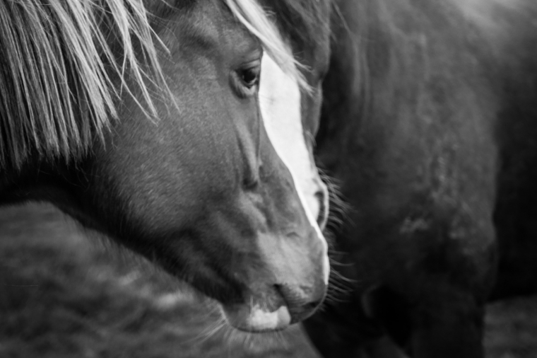 Rhinopneumonie, comment s’en protéger lors de nos transports ?